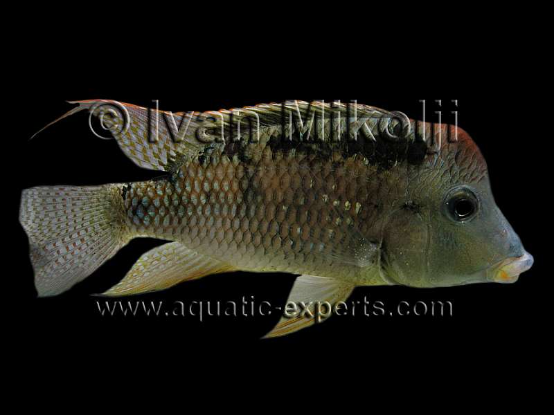 Geophagus steindachneri